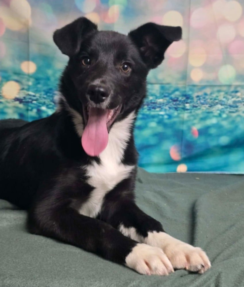 VIXEN - Border Collie available for adoption