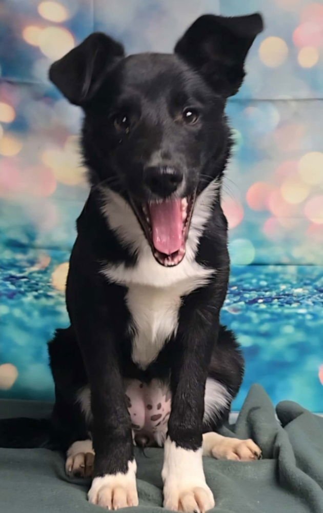 VIXEN - Border Collie available for adoption