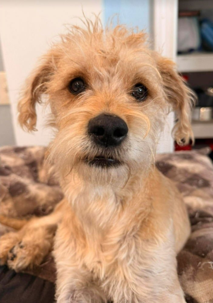 TESSA - Border Terrier available for adoption