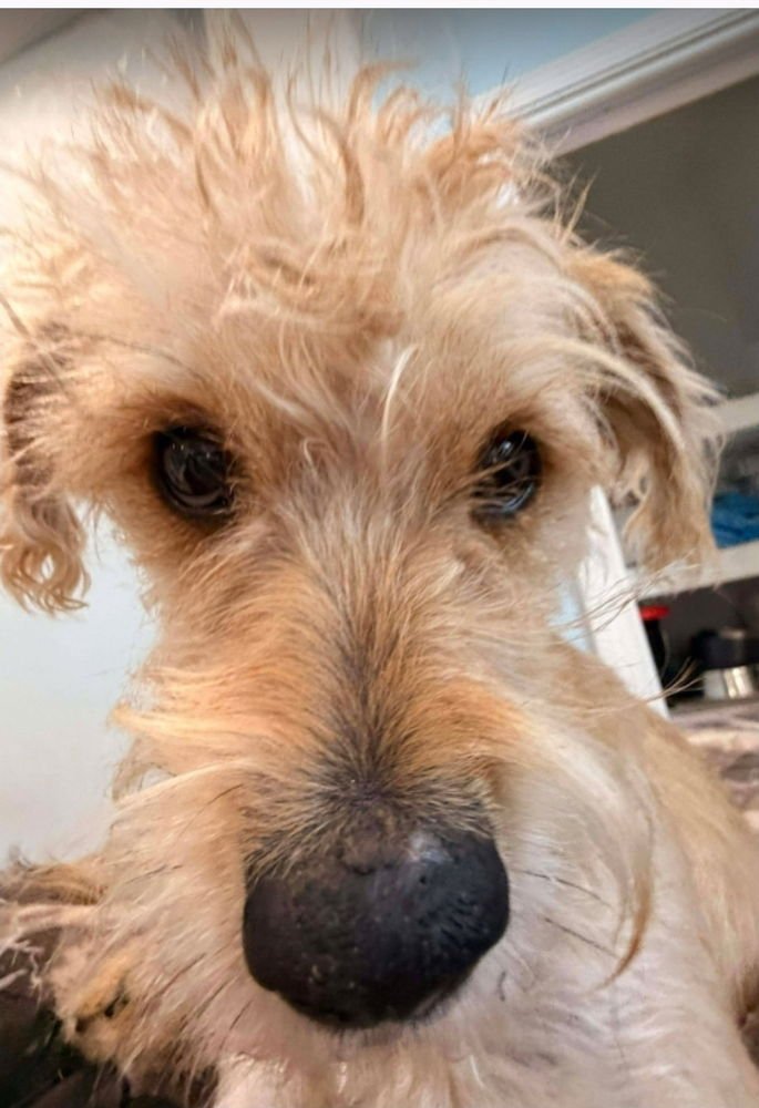 TESSA - Border Terrier available for adoption