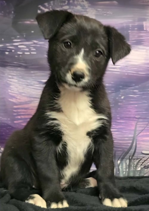 PANSY - Border Collie / Labrador Retriever available for adoption