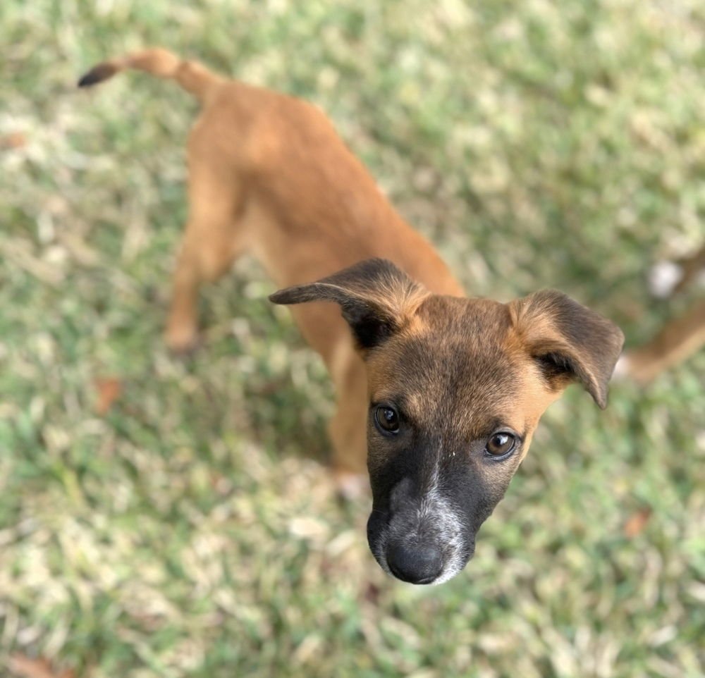 WHITNEY - German Shepherd Dog / Collie available for adoption