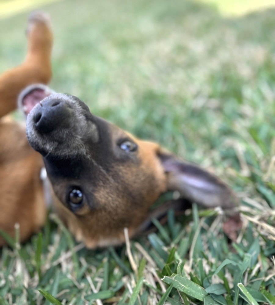 WHITNEY - German Shepherd Dog / Collie available for adoption