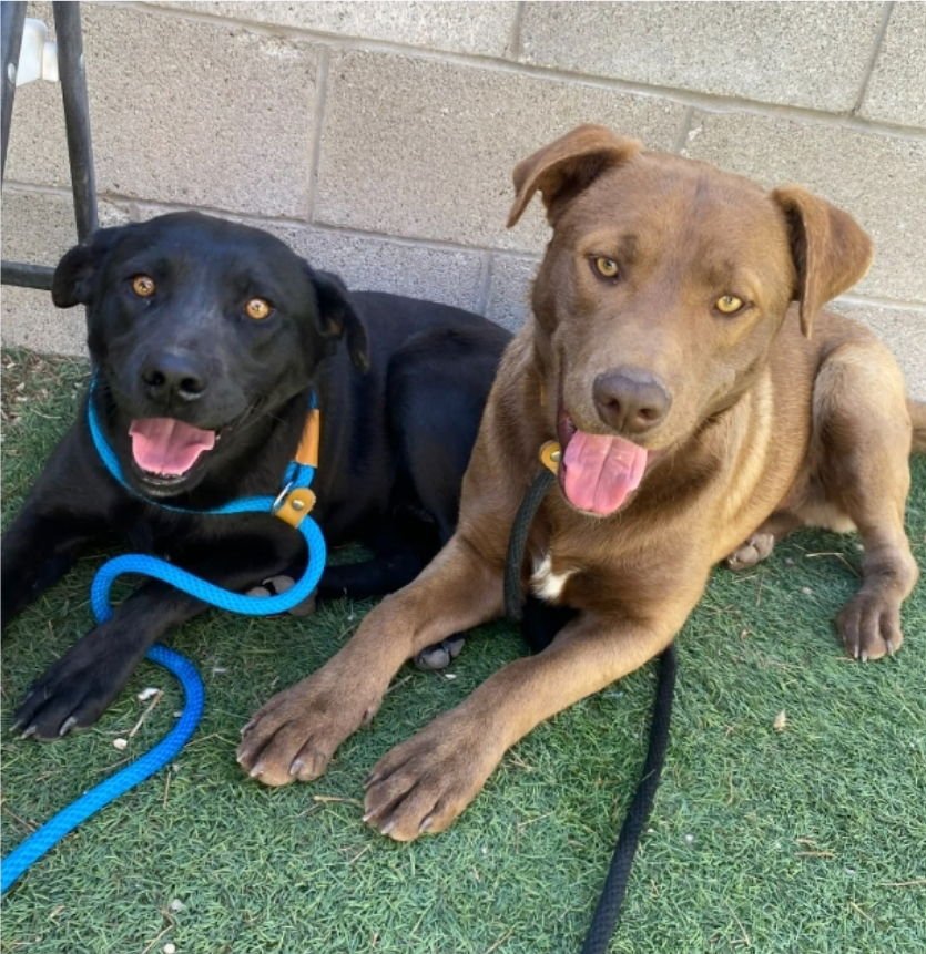 CHARLIE - Labrador Retriever available for adoption