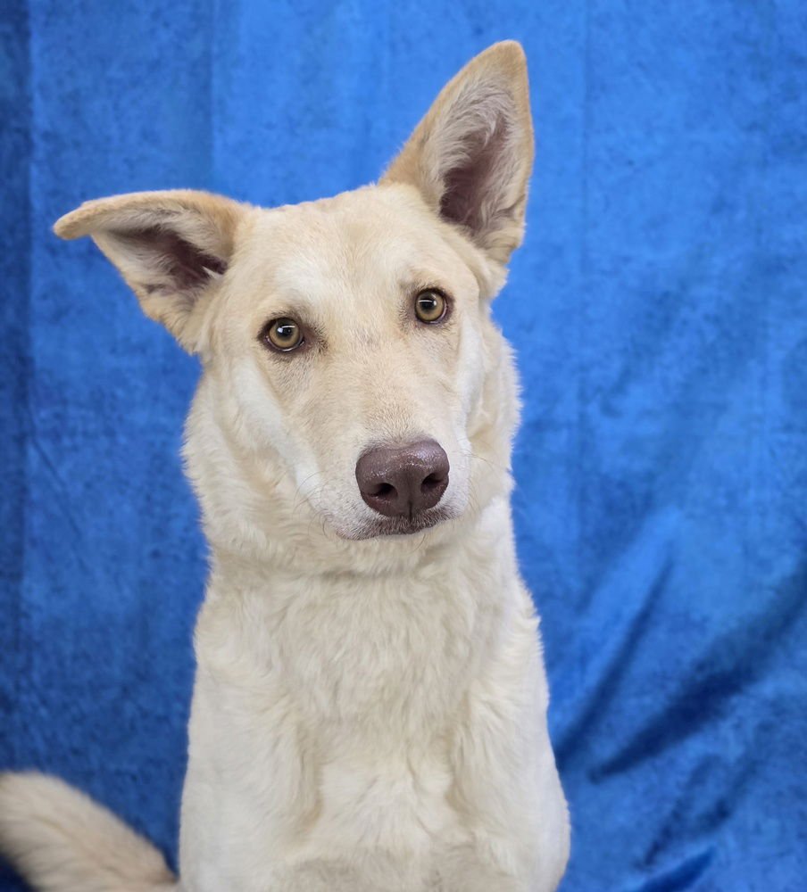 MINDY - German Shepherd Dog available for adoption