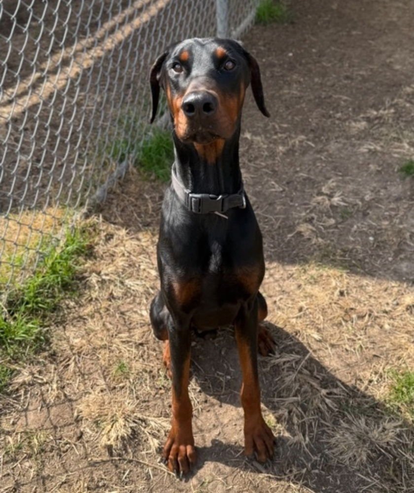 HOWDY DEW - Doberman Pinscher available for adoption