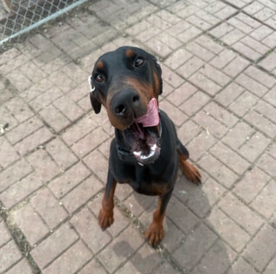 HOWDY DEW - Doberman Pinscher available for adoption