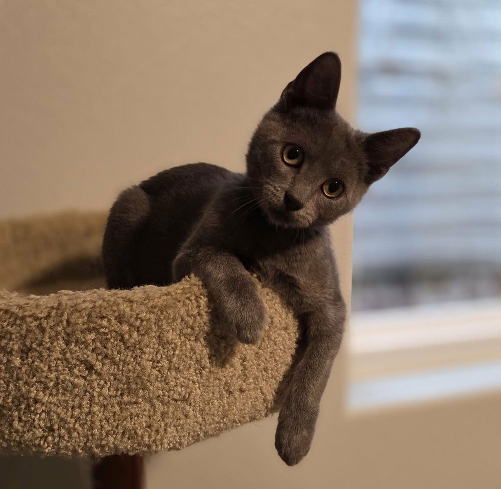 CADENCE - Domestic Short Hair available for adoption