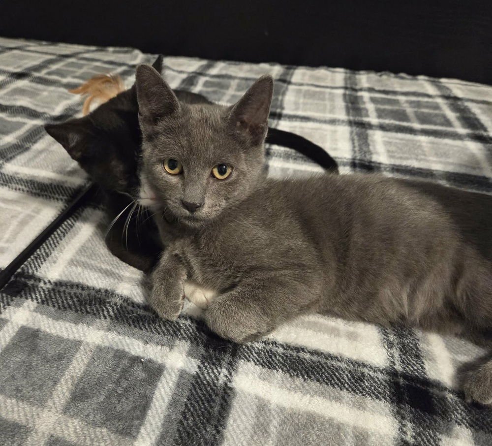 CADENCE - Domestic Short Hair available for adoption