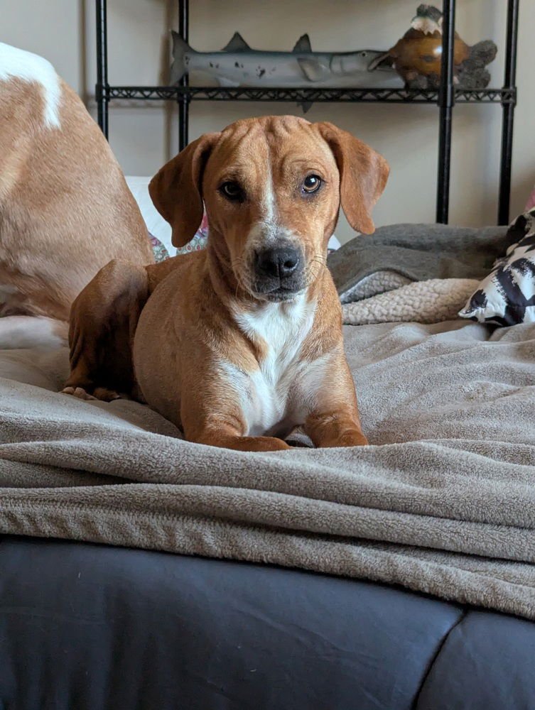 HAYA HW+ - Beagle / Labrador Retriever available for adoption