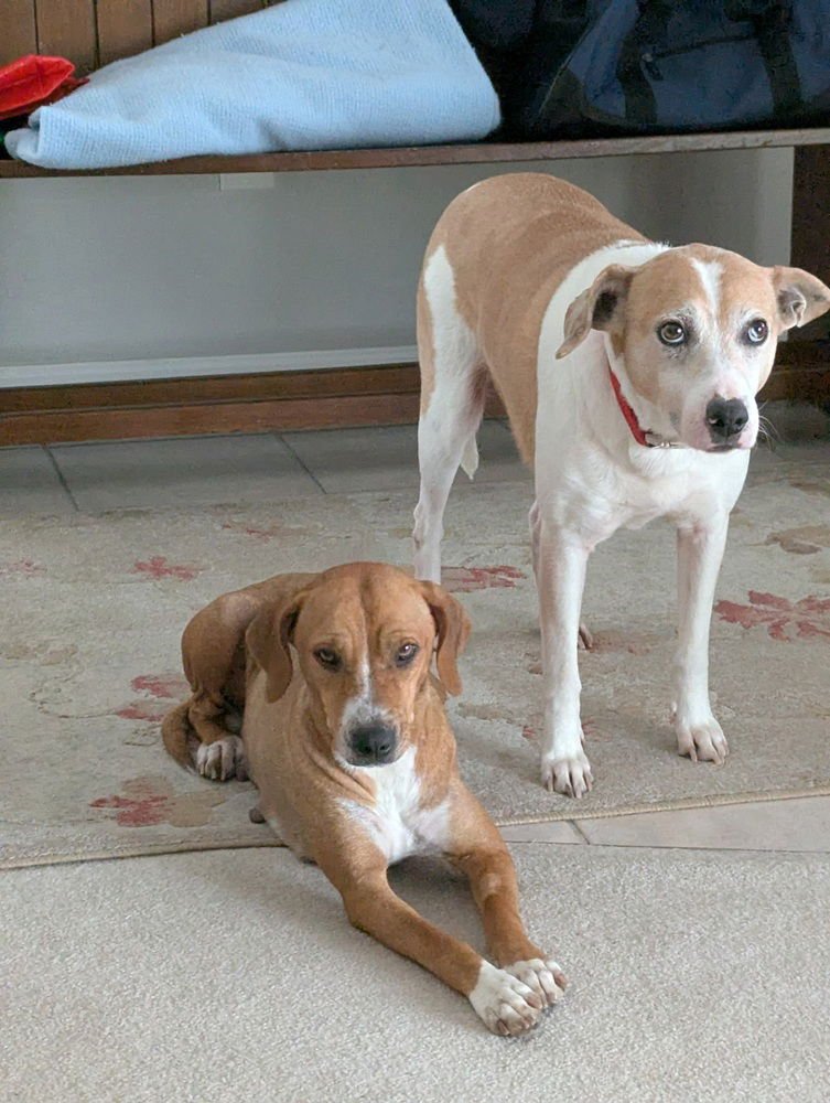 HAYA HW+ - Beagle / Labrador Retriever available for adoption