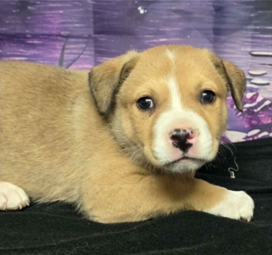 KOLACHE - Pit Bull Terrier available for adoption