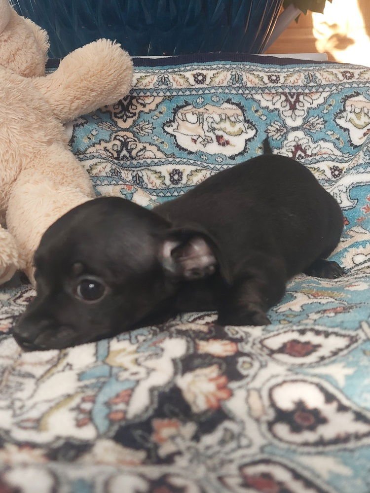 LOLA BUNNY - Chihuahua available for adoption