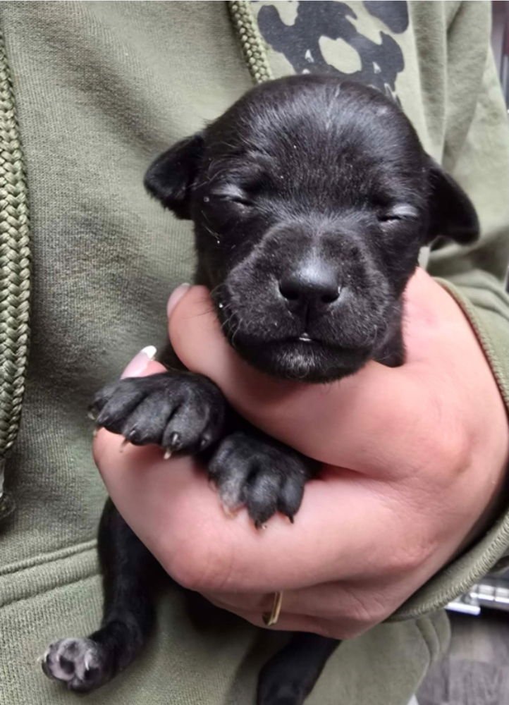 LOLA BUNNY - Chihuahua available for adoption