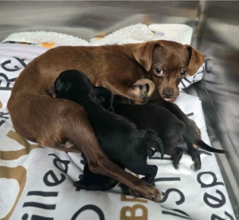 Lola Bunny - Photo 3