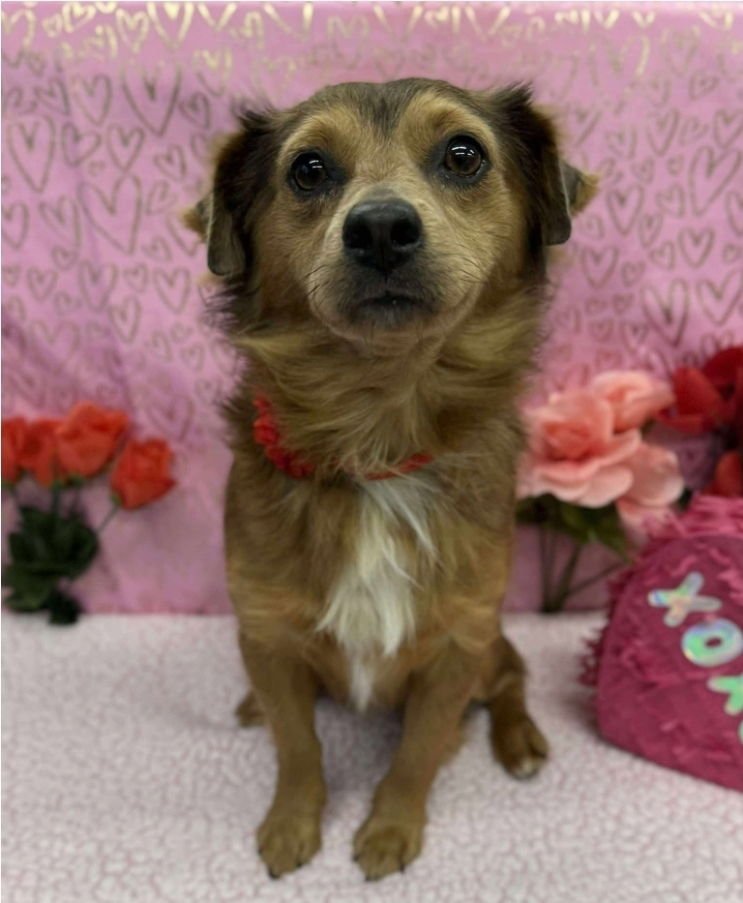 BERTIE - Chihuahua available for adoption