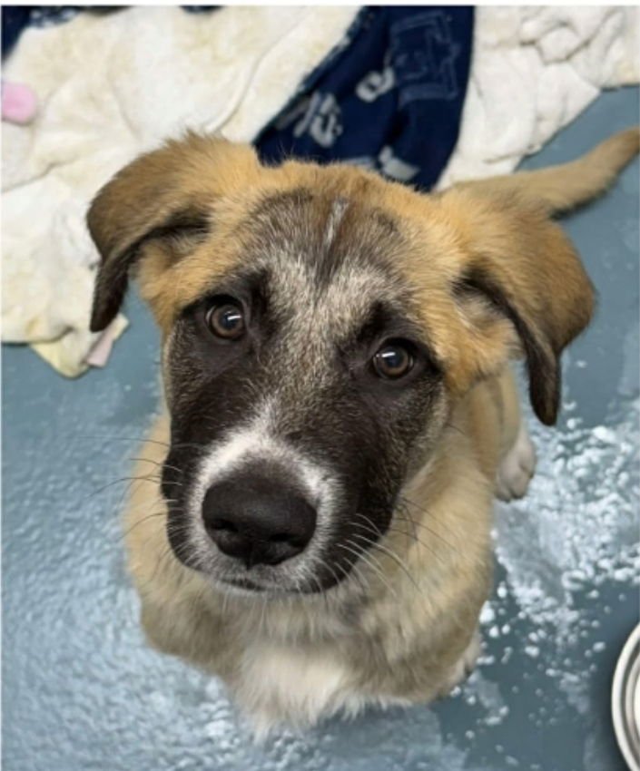 TOBY - Anatolian Shepherd / Great Pyrenees available for adoption