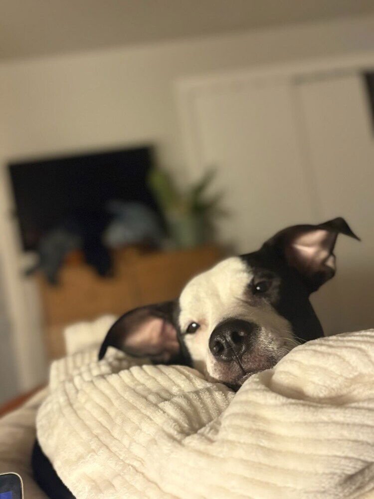 NOVA HW+ - Boxer available for adoption