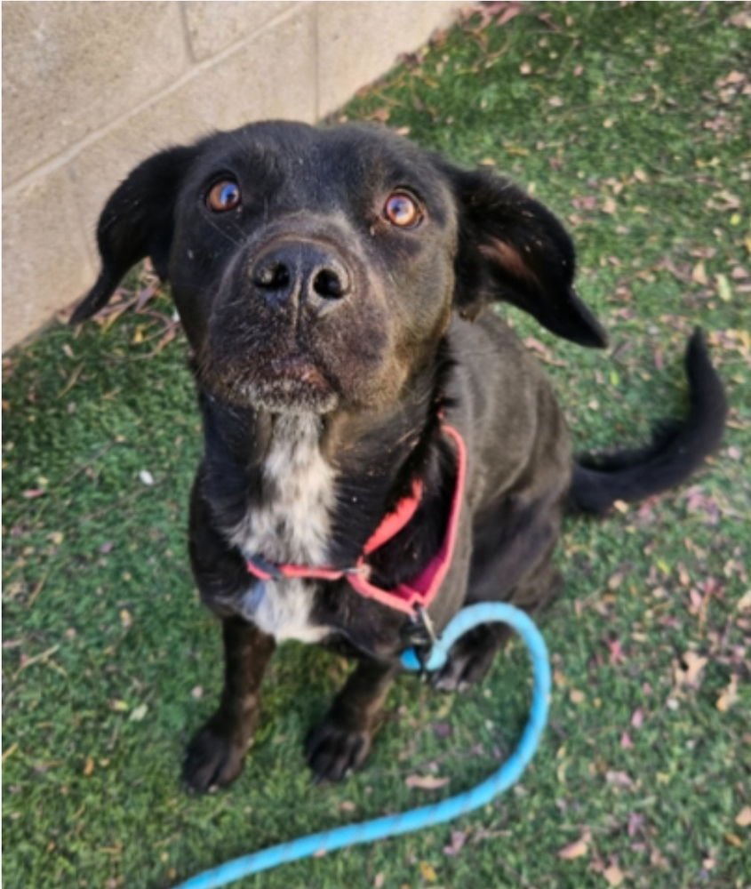 MARIANNE - Border Collie available for adoption