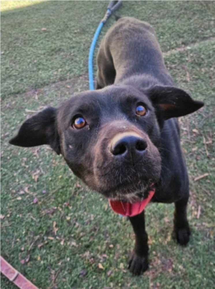 MARIANNE - Border Collie available for adoption