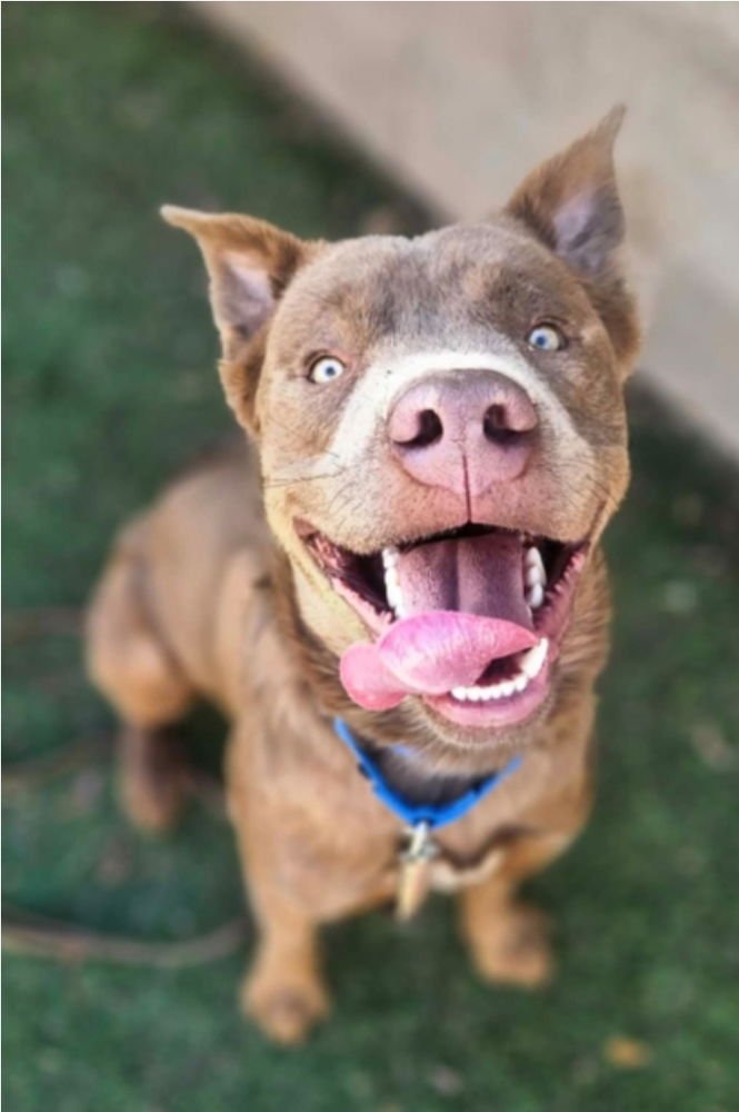 PUBS - Pit Bull Terrier / Labrador Retriever available for adoption