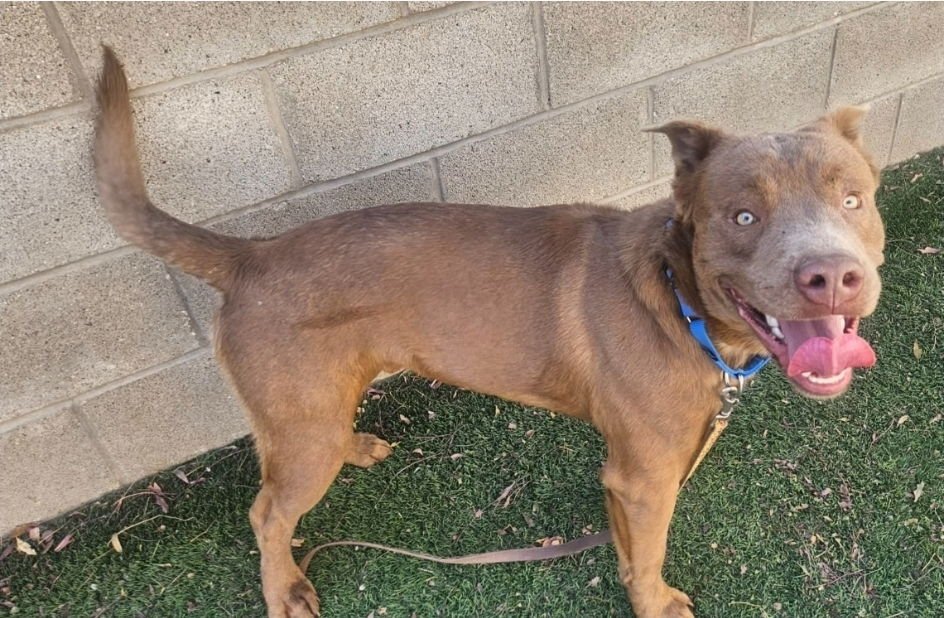 PUBS - Pit Bull Terrier / Labrador Retriever available for adoption