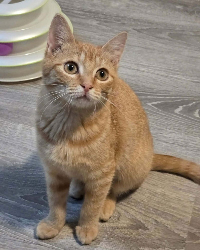 DAISY - Domestic Short Hair available for adoption