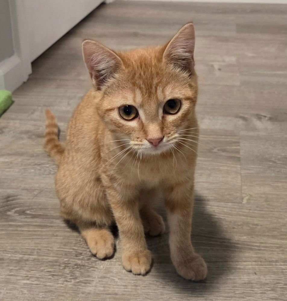 DAISY - Domestic Short Hair available for adoption