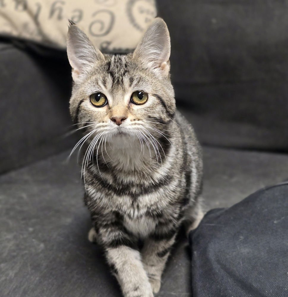 PIPPI - Domestic Short Hair available for adoption