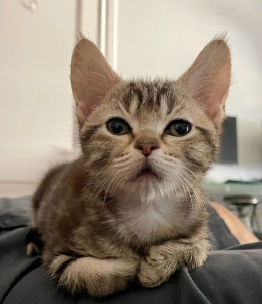 PIPPI - Domestic Short Hair available for adoption