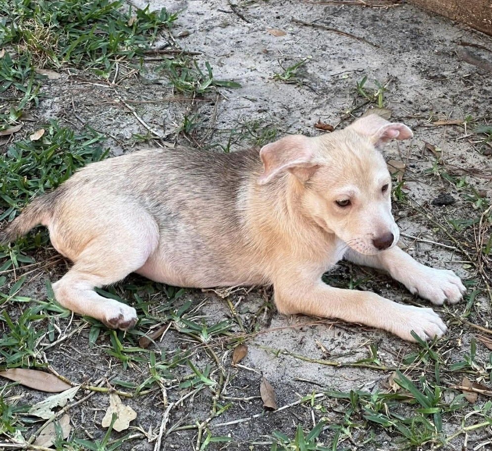 AURORA - German Shepherd Dog available for adoption