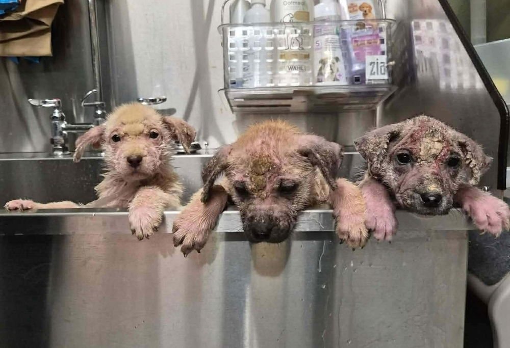 AURORA - German Shepherd Dog available for adoption