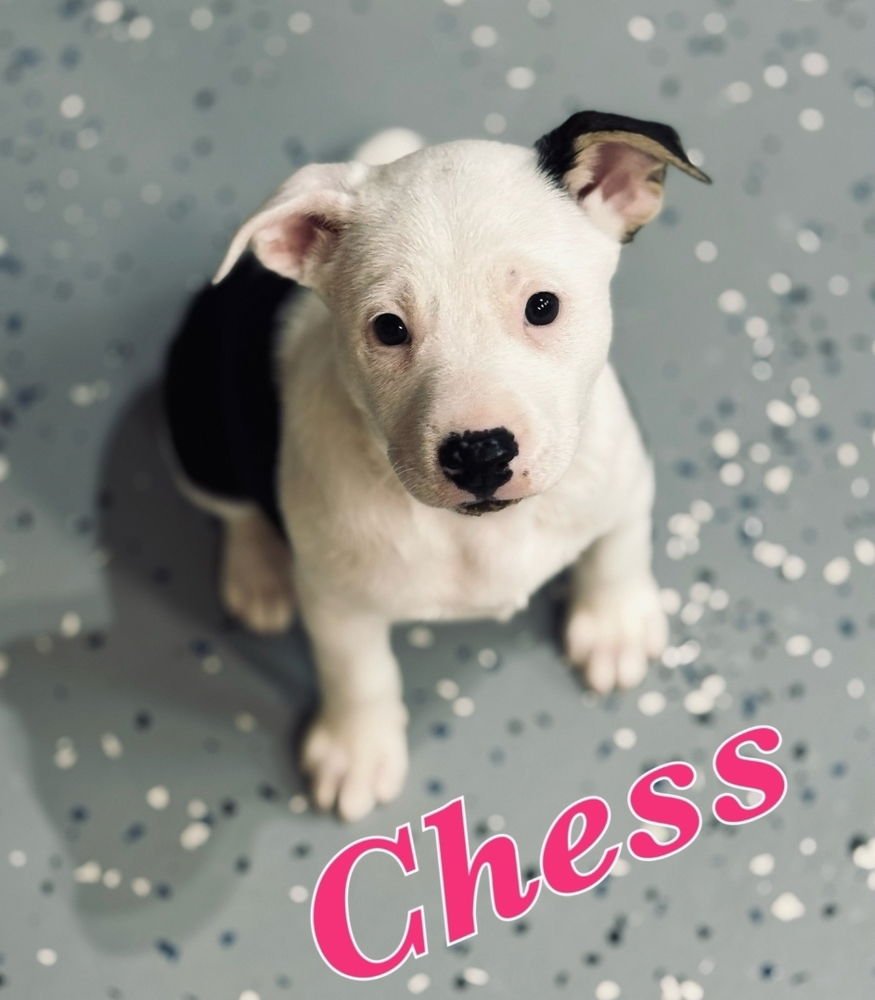 CHESS - Labrador Retriever / Pointer available for adoption