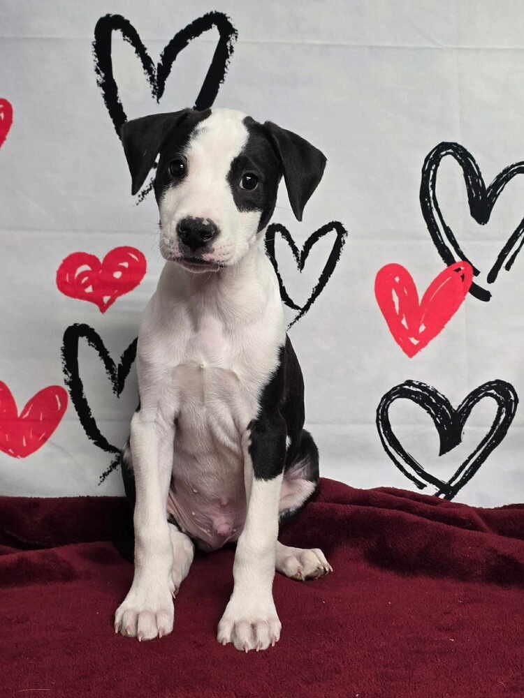 NOUGAT - American Staffordshire Terrier available for adoption