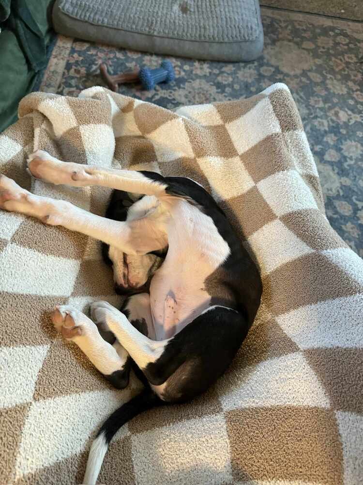 NOUGAT - American Staffordshire Terrier available for adoption