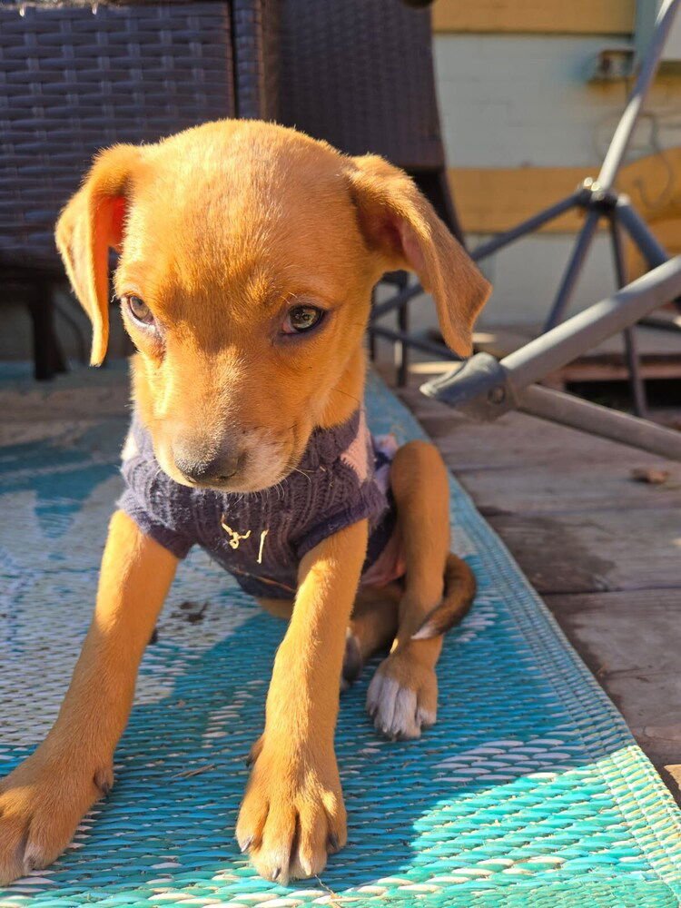 HALO - Labrador Retriever available for adoption