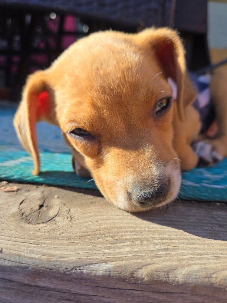 HALO - Labrador Retriever available for adoption