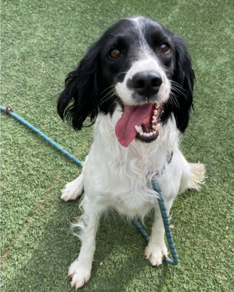 PEACE LILY AKA NALA - Springer Spaniel available for adoption