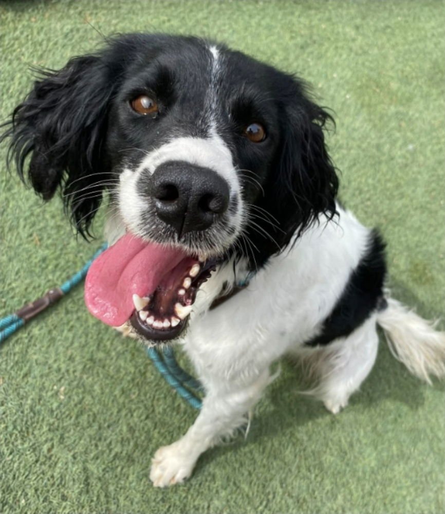 PEACE LILY AKA NALA - Springer Spaniel available for adoption