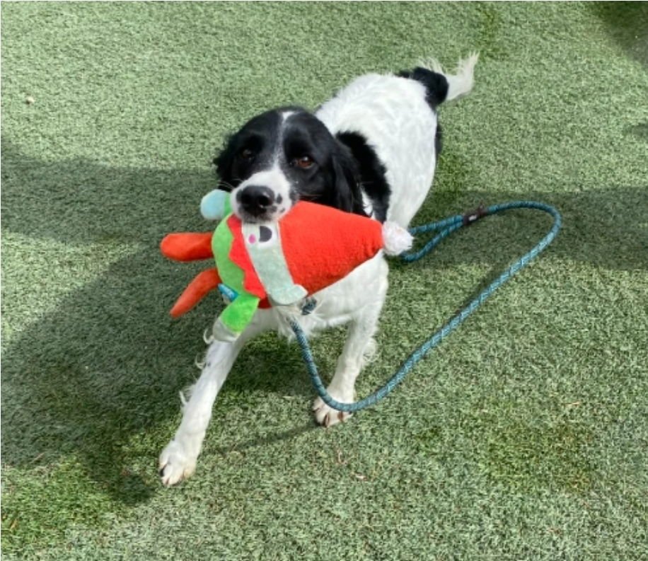 Peace Lily aka Nala - Photo 3