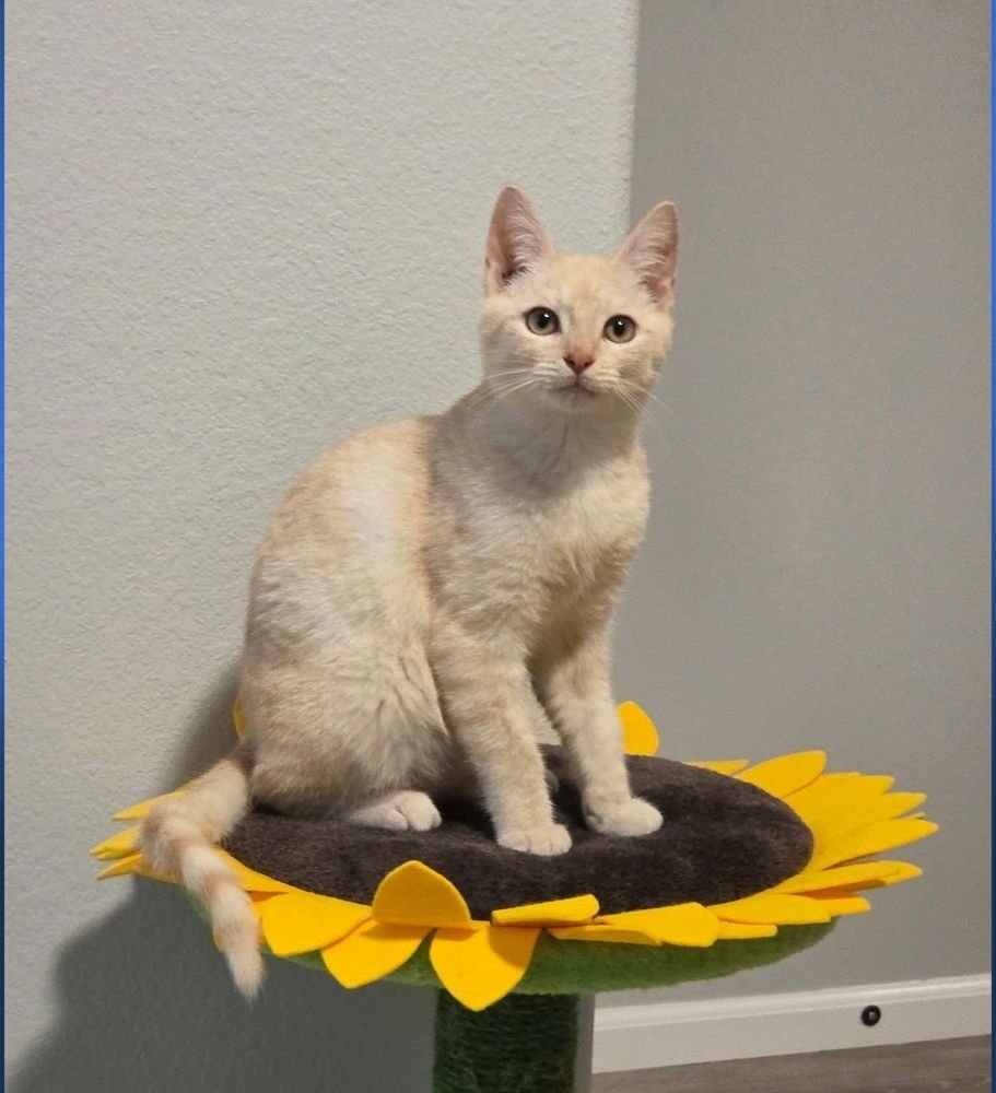 DONALD - Domestic Short Hair available for adoption