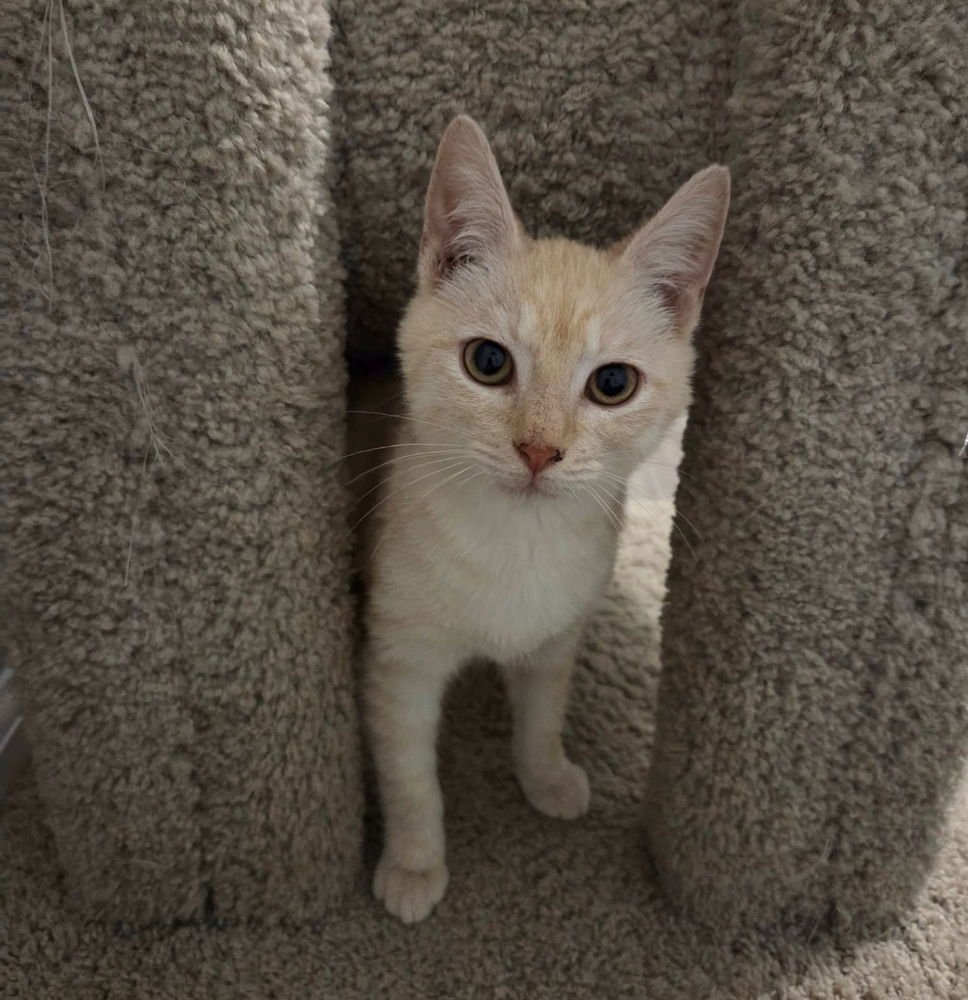 DONALD - Domestic Short Hair available for adoption