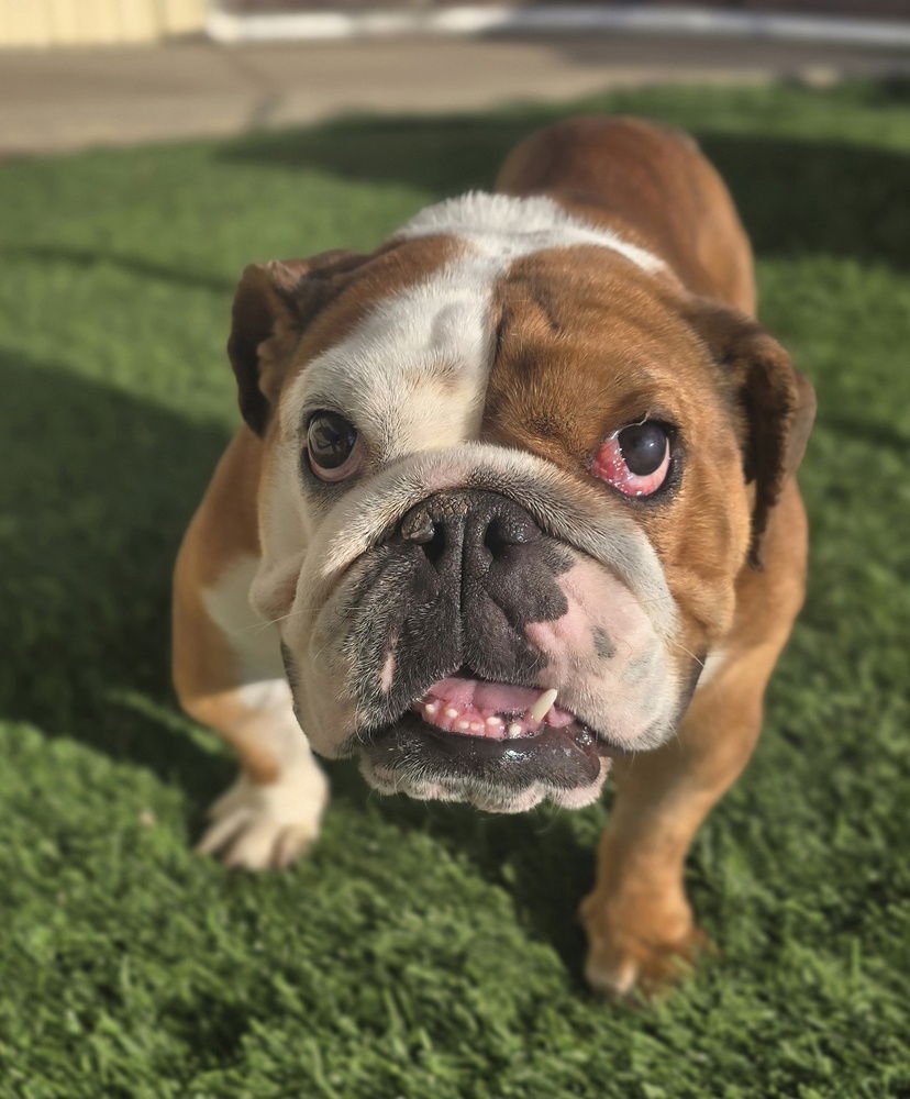 ALLSORTZ - English Bulldog available for adoption