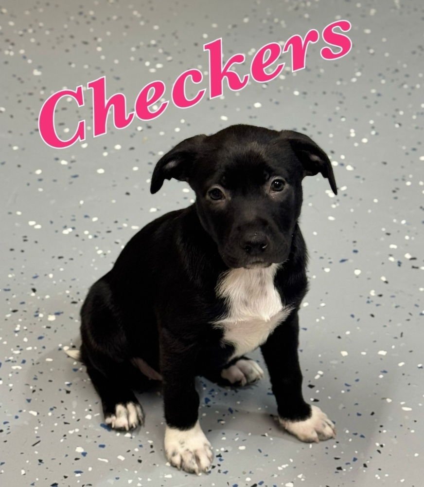 CHECKERS - Labrador Retriever / Pointer available for adoption