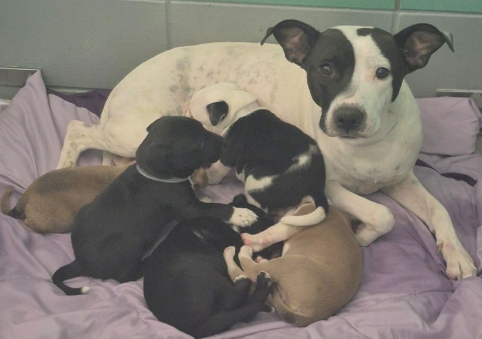 CHECKERS - Labrador Retriever / Pointer available for adoption