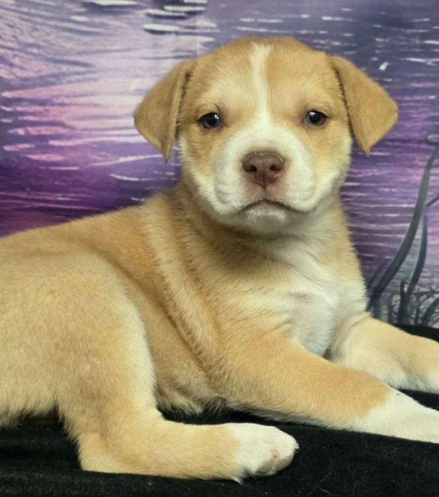 FRITTER - Pit Bull Terrier available for adoption