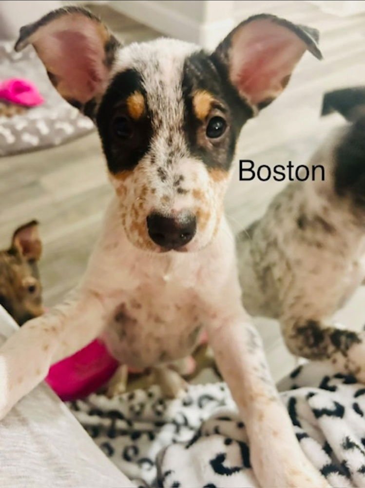 BOSTON - Australian Cattle Dog/Blue Heeler available for adoption