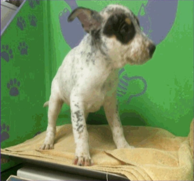 BOSTON - Australian Cattle Dog/Blue Heeler available for adoption