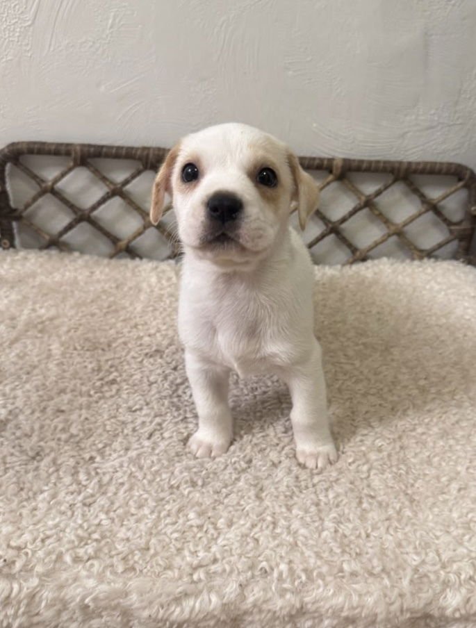 SIRIUS - Boxer / Labrador Retriever available for adoption