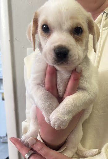 SIRIUS - Boxer / Labrador Retriever available for adoption